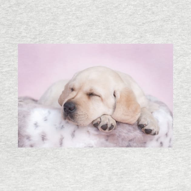 Sleeping labrador by PetsArt